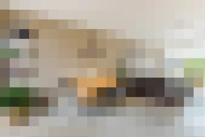 Oranje Nassaustraat 3 Grave thumbnail 6