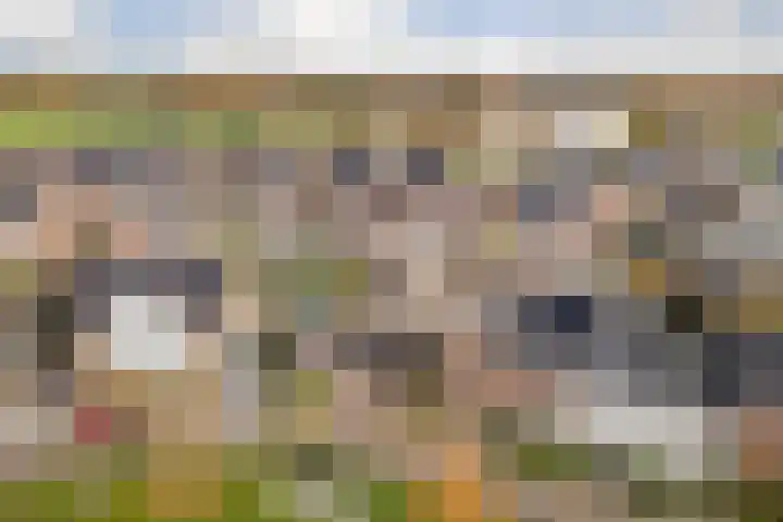 Oranje zegge 13 Vlijmen thumbnail 40