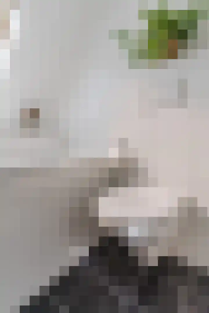Oranjebloesem 36 Best thumbnail 31