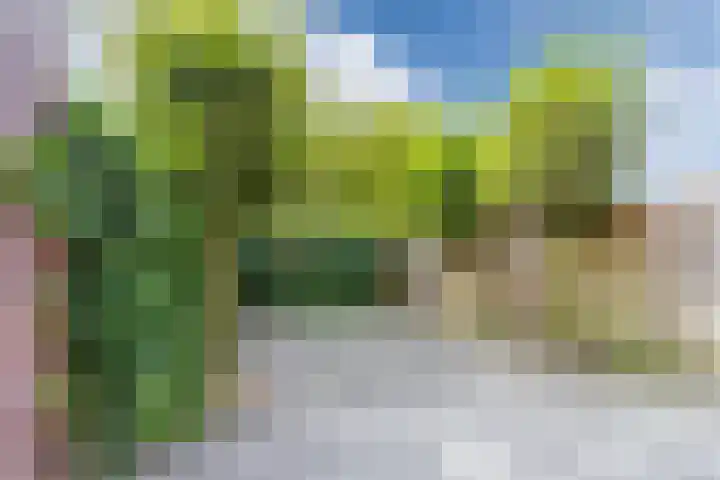 Oranjebloesem 36 Best thumbnail 37