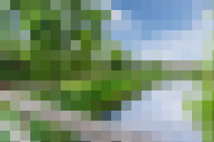 Oranjebloesem 36 Best thumbnail 42