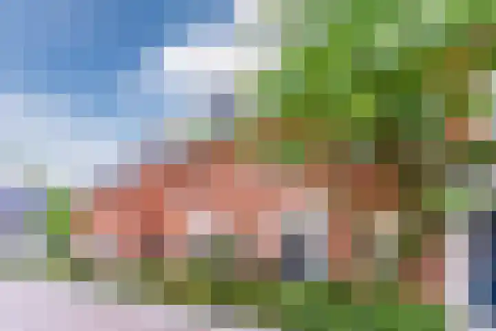 Oranjebloesem 36 Best thumbnail 6