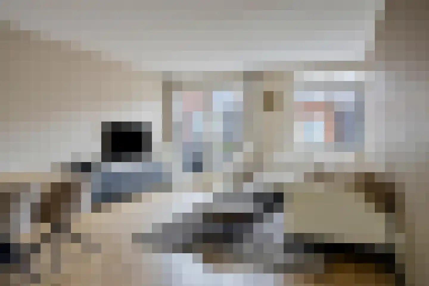 Oranjebloesem 55 Best thumbnail 12