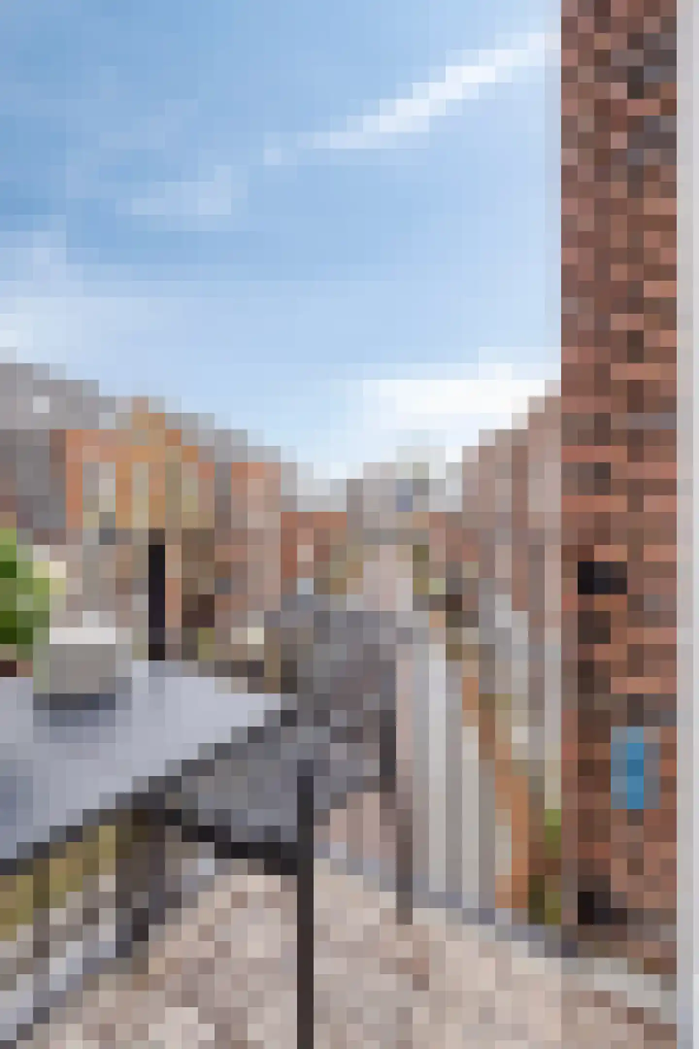 Oranjebloesem 55 Best thumbnail 22