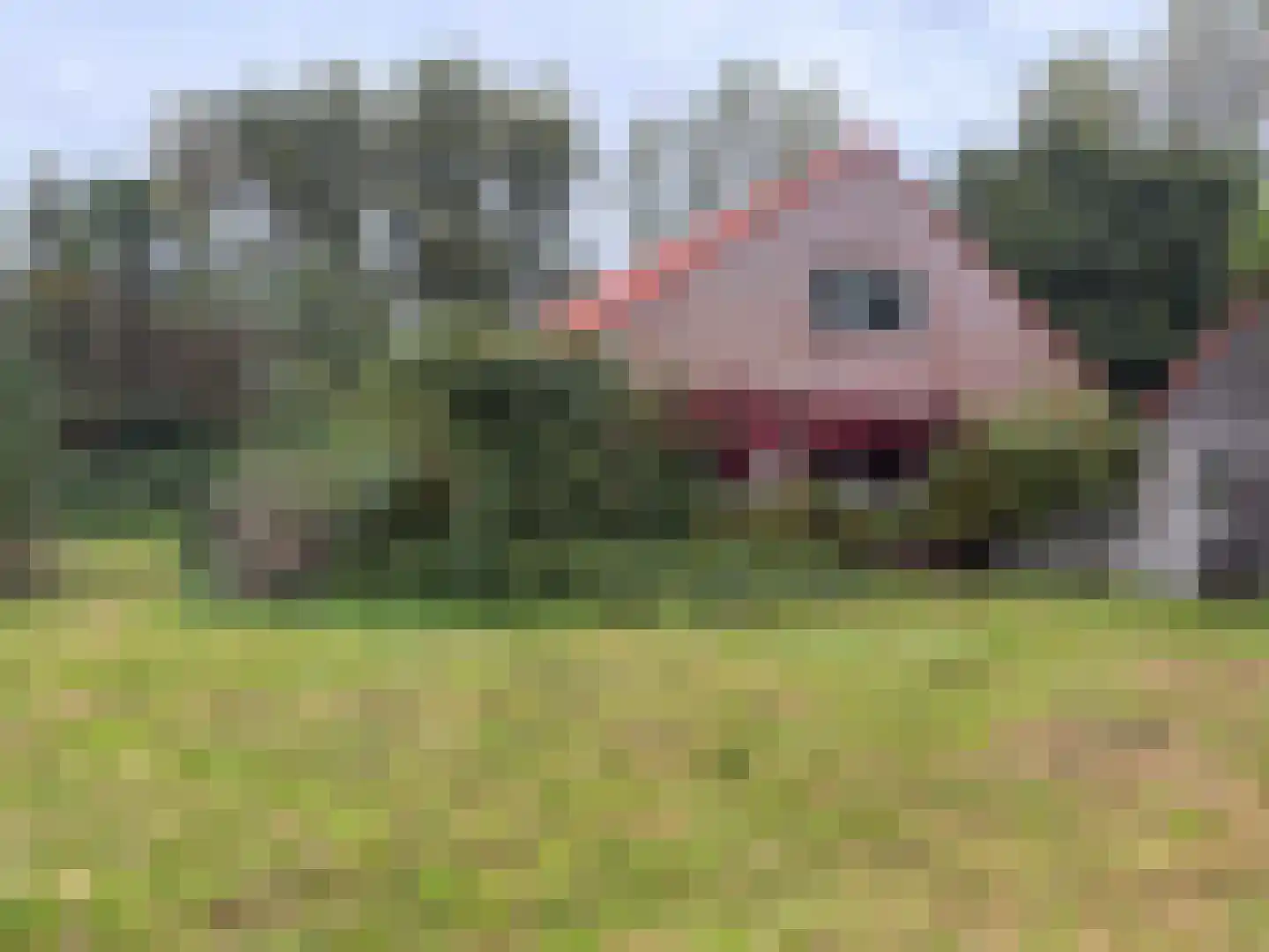 Oranjedijk 29 IJzendijke thumbnail 5