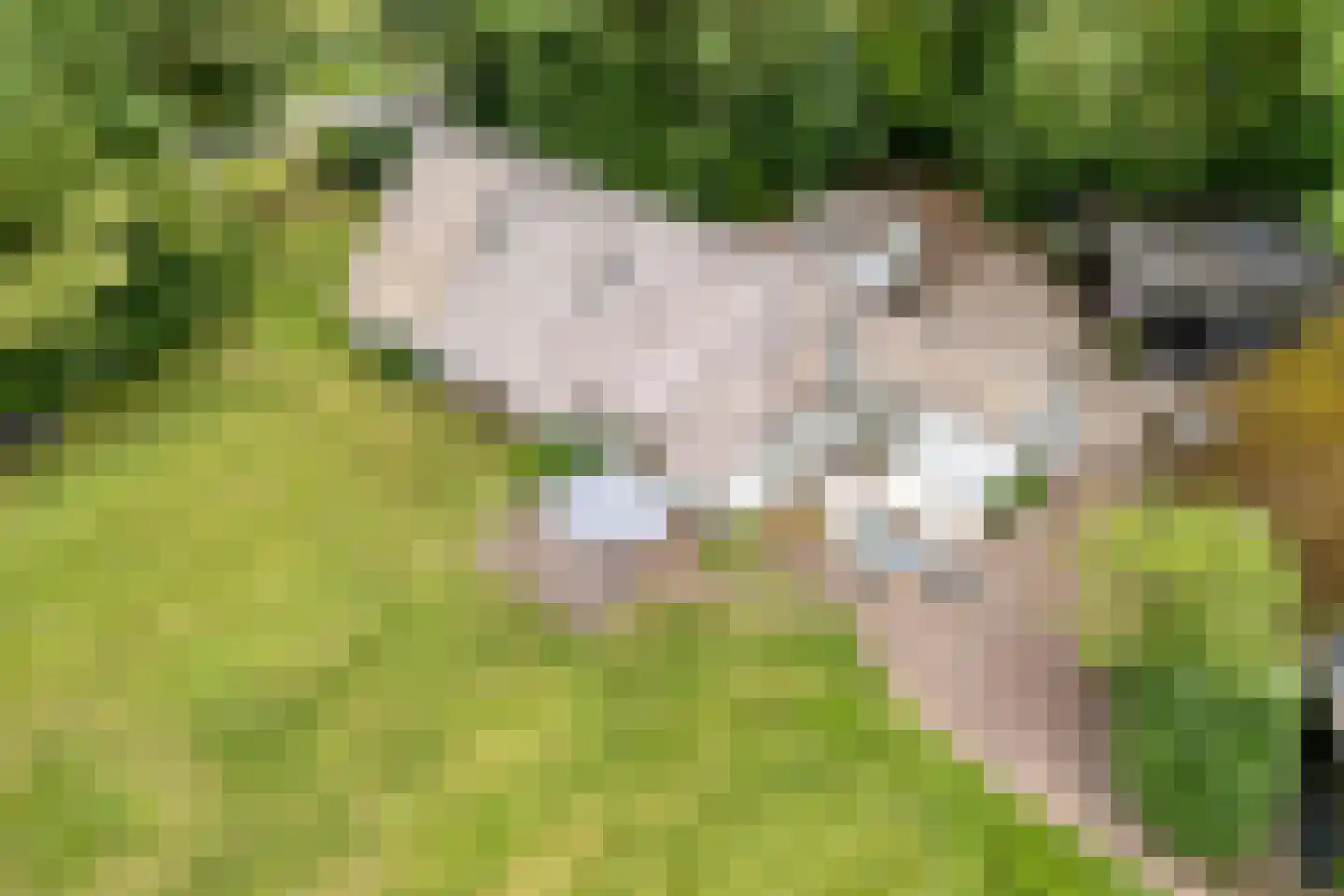 Oranjekanaal Z.Z. 63 Hijken thumbnail 5