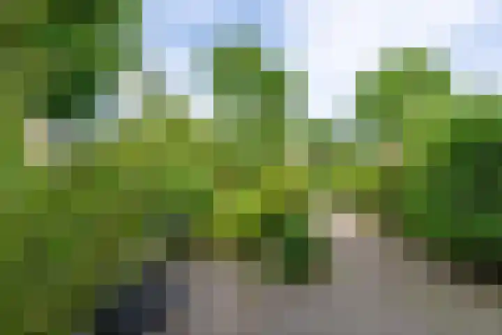 Oranjelaan 38 Castricum thumbnail 39