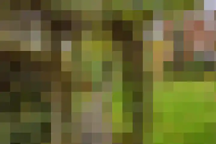Oranjelaan 41 Beek en Donk thumbnail 33