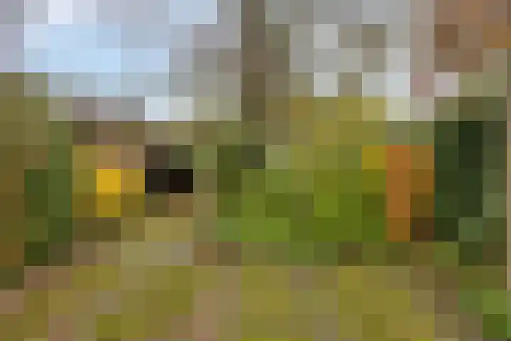 Oranjelaan 41 Beek en Donk thumbnail 34