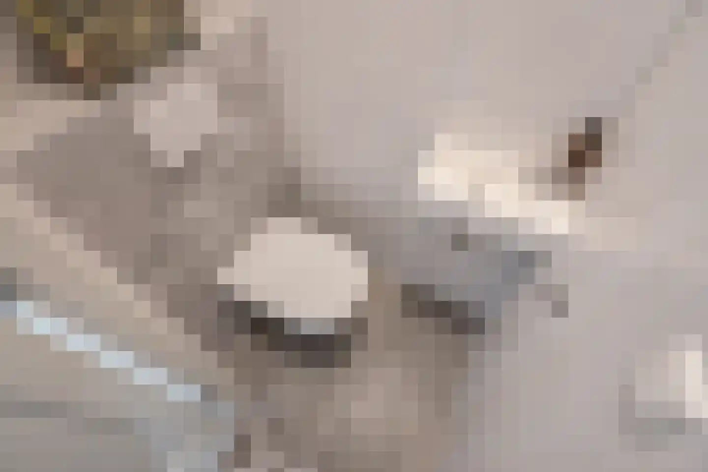 Oranjelaan 55 Rijswijk thumbnail 20