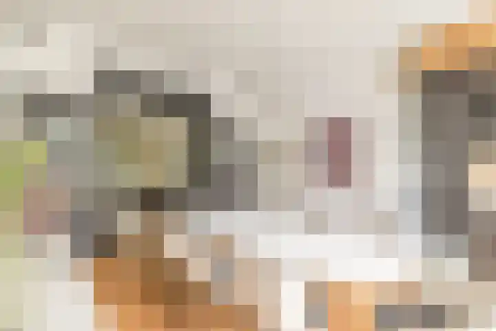 Oranjelaan 9 Rotterdam thumbnail 12
