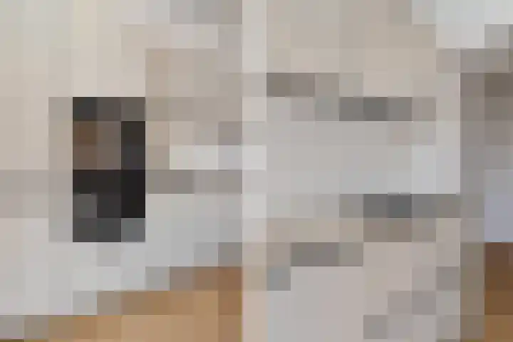 Oranjelust 4 Voorburg thumbnail 10