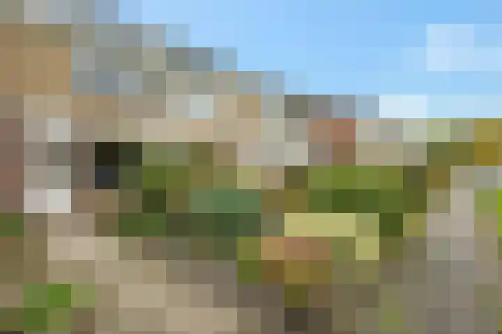 Oranjerie 35 Leek thumbnail 40