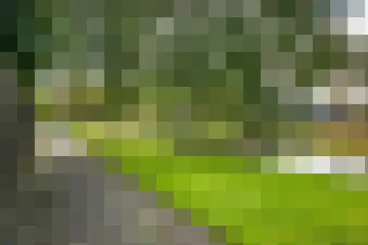 Oranjerie 35 Leek thumbnail 41