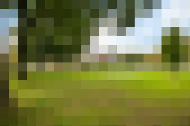Oranjerie 35 Leek thumbnail 42