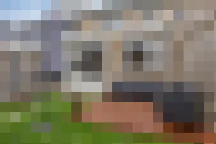 Oranjetip 13 Oss thumbnail 31