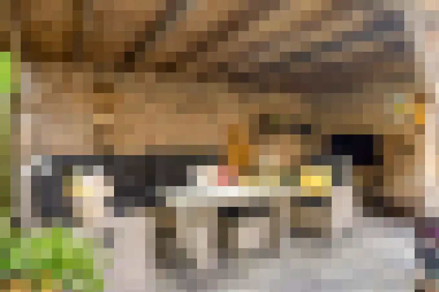 Orchidee 34 Haaksbergen thumbnail 44