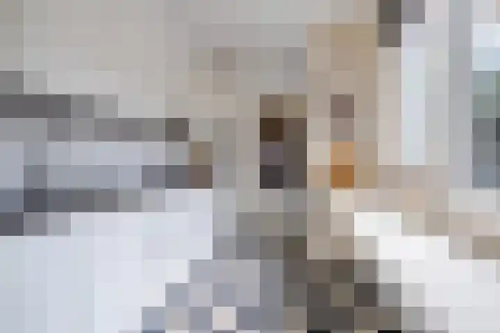 Orchideeënstraat 33 Eindhoven thumbnail 16