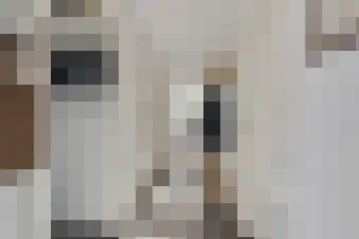Orchideestraat 2 C Spijkenisse thumbnail 9