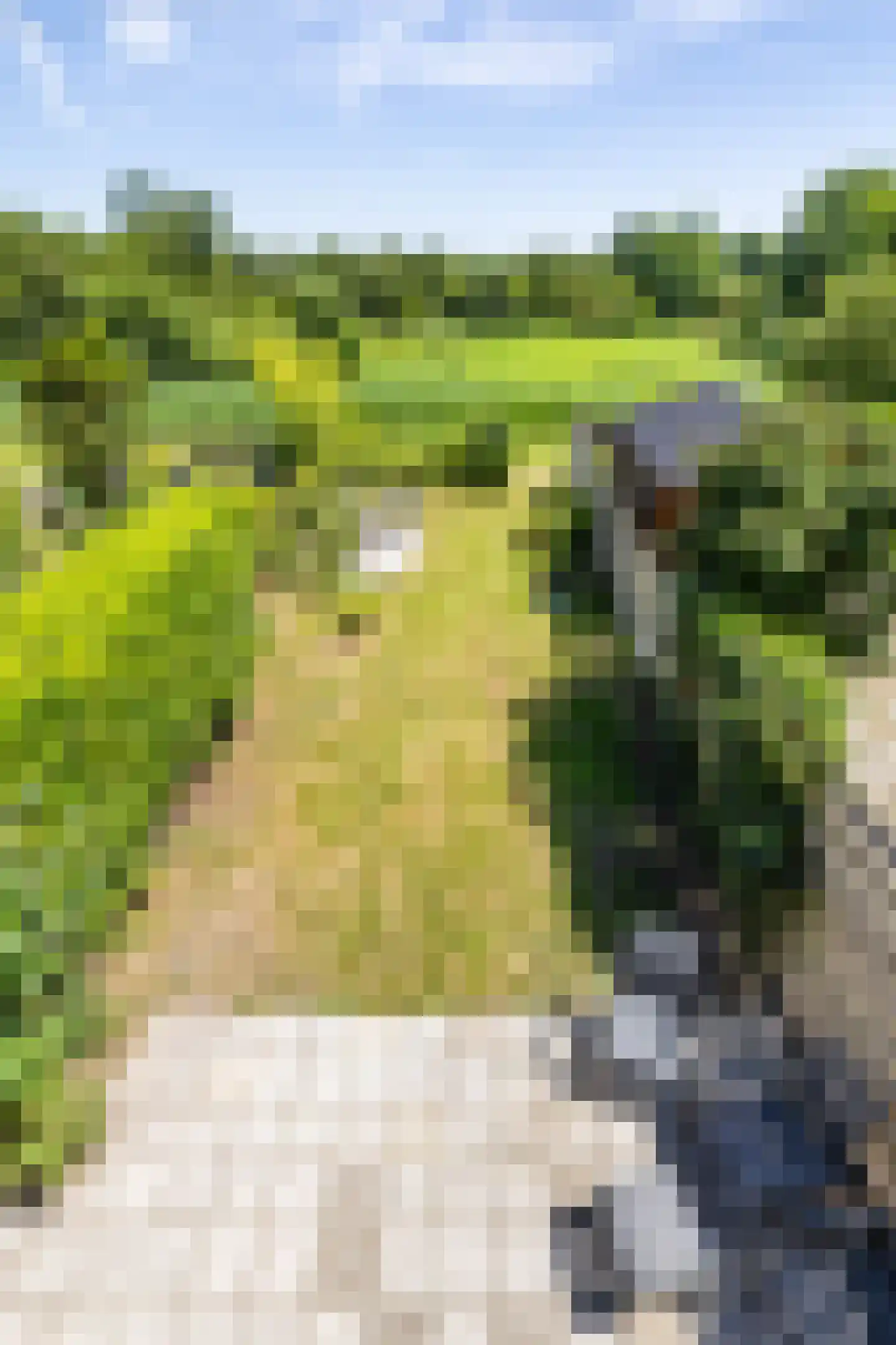 Orchideestraat 241 Groningen thumbnail 45