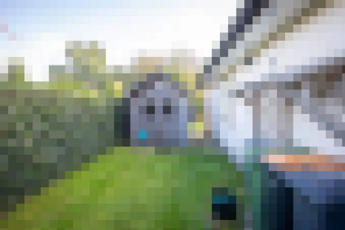 Orchismient 1 De Koog thumbnail 34