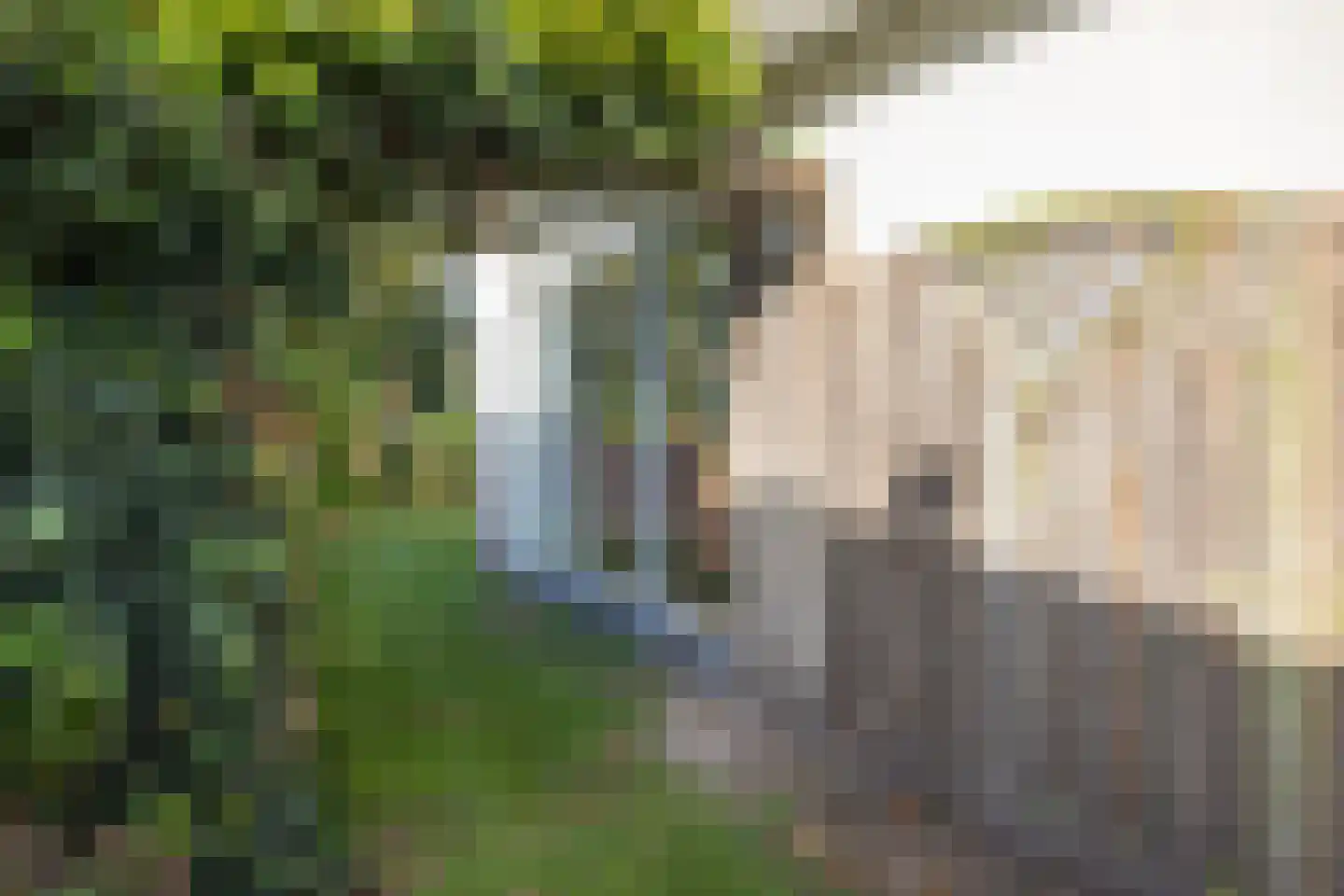 Orchismient 1 De Koog thumbnail 36