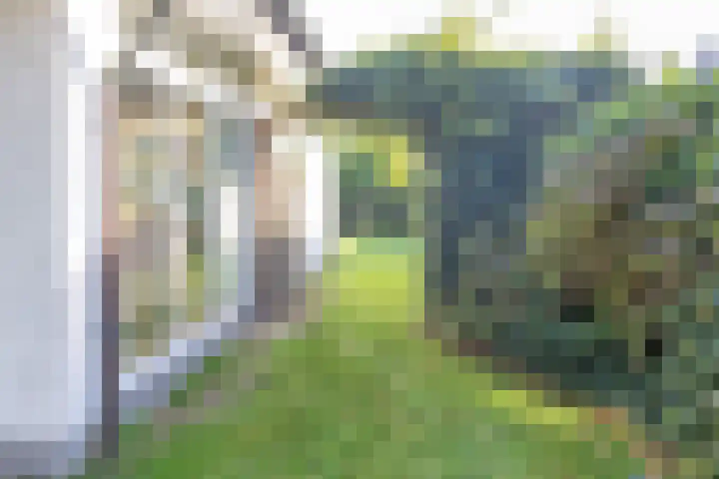 Orchismient 1 De Koog thumbnail 37