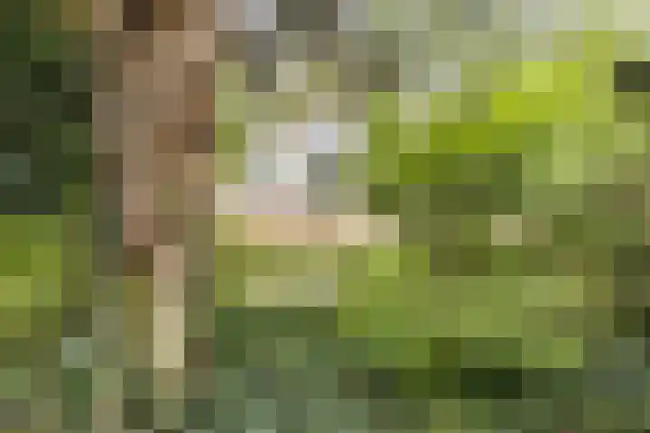 Orchisstraat 31 Wormer thumbnail 39