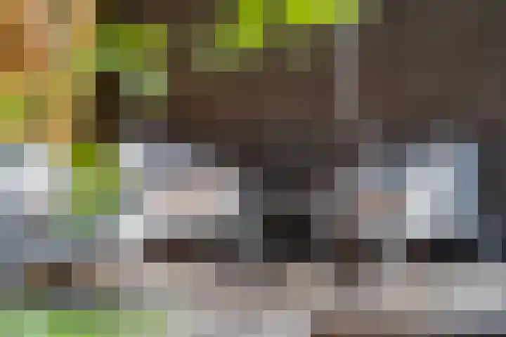 Orion 17 Veenendaal thumbnail 48
