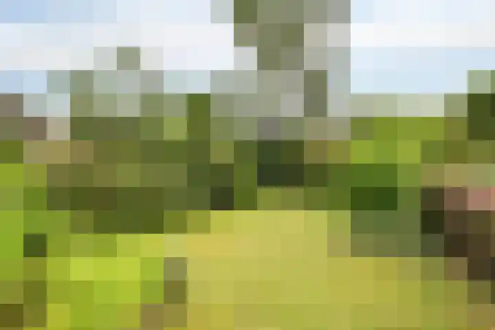 Orvelterbrink 66 Emmen thumbnail 32