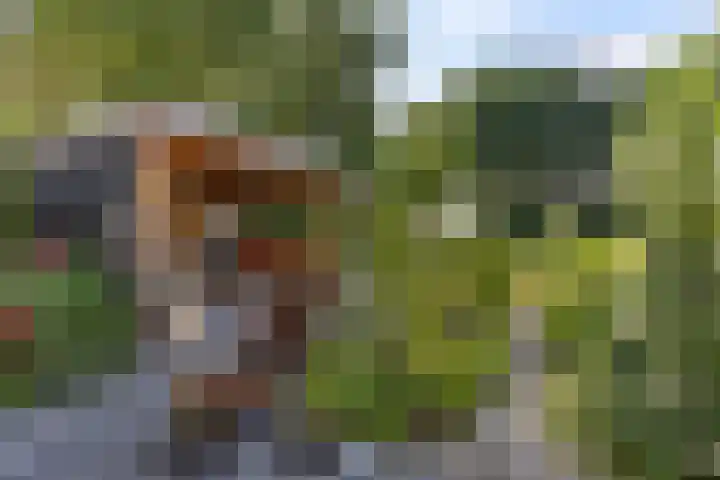 Orxmastate 24 Leeuwarden thumbnail 16