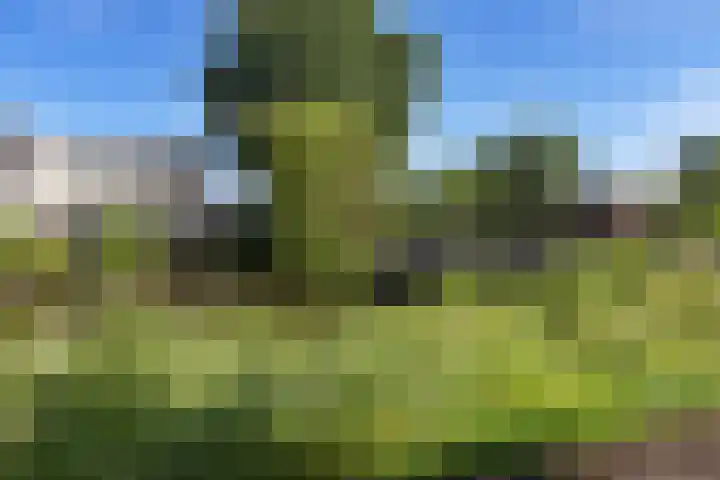 Orxmastate 24 Leeuwarden thumbnail 39