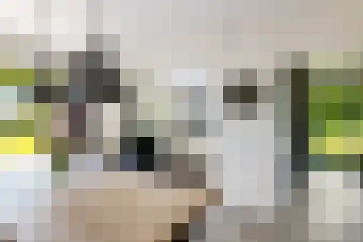 Osbroeken 2 Zuidlaren thumbnail 9