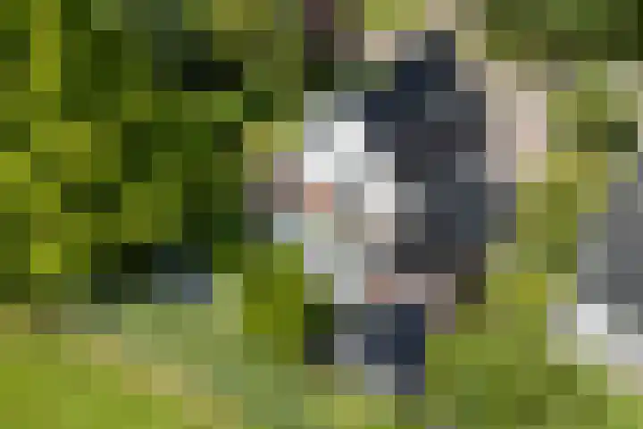 Osingasingel 15 Dronryp thumbnail 51