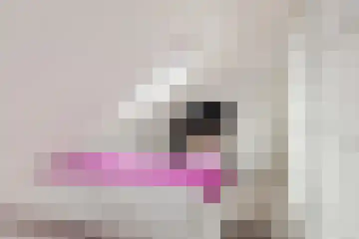Ossecamp 28 Castricum thumbnail 32