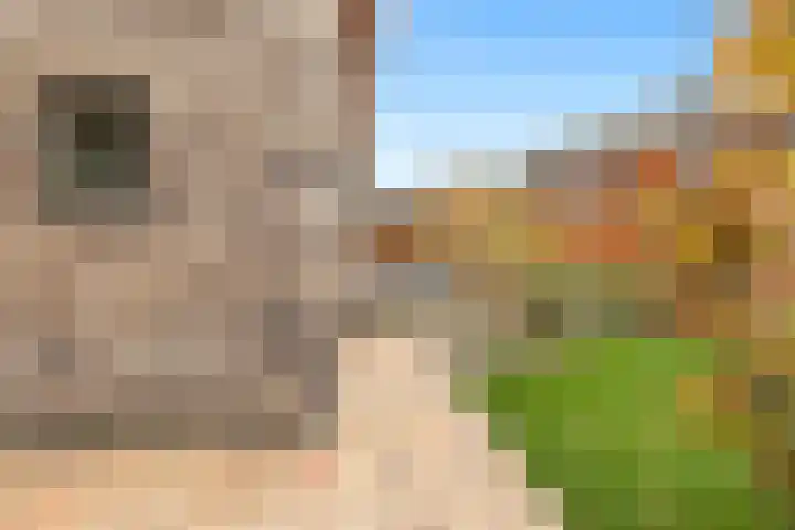 Ossecamp 28 Castricum thumbnail 35
