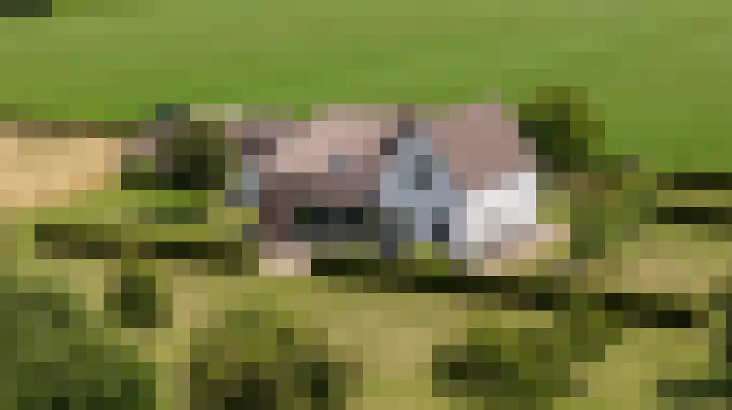 Ossenkolkweg 1 Terwolde thumbnail 50