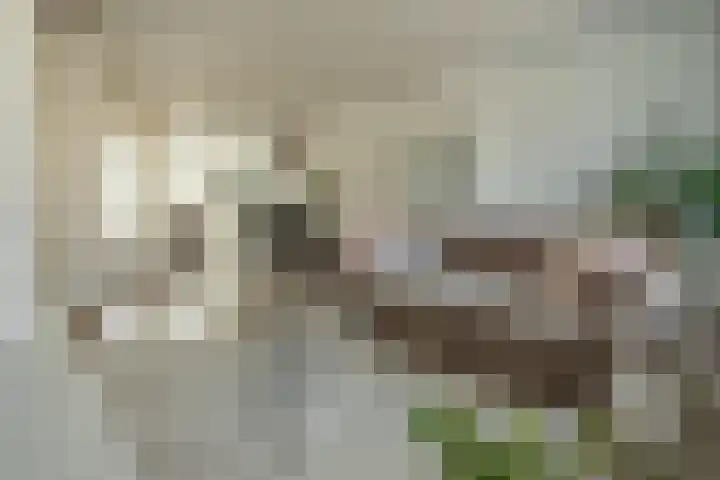 Ossewei 12 Rossum thumbnail 18