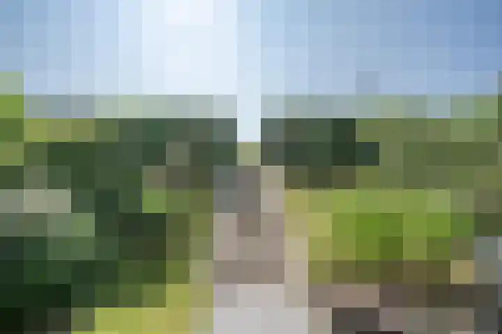 Ossewei 12 Rossum thumbnail 4
