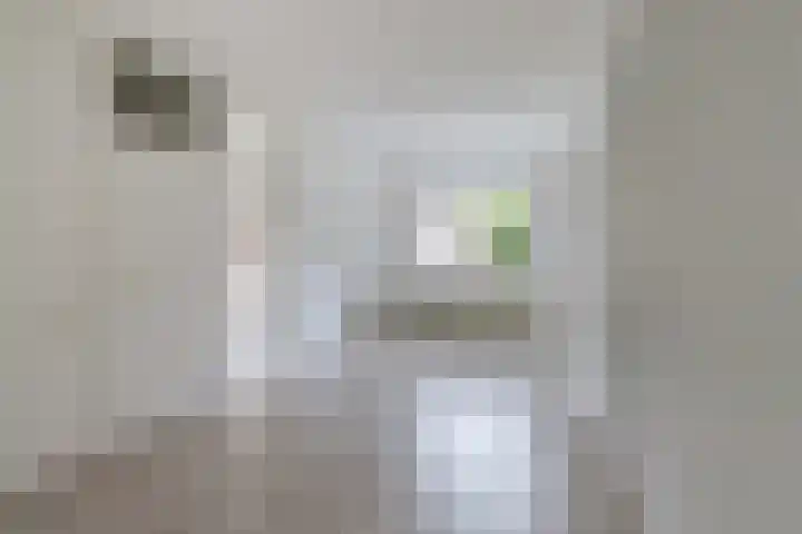Ossewei 12 Rossum thumbnail 44
