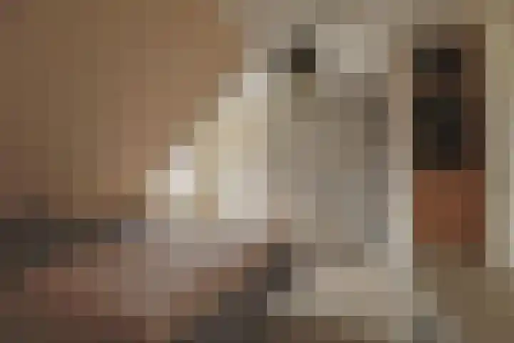 Osseweid 48 Venhuizen thumbnail 27