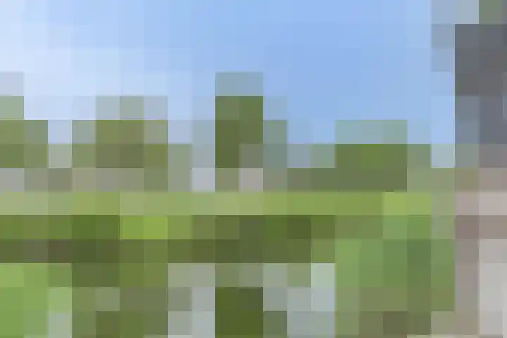Osseweid 48 Venhuizen thumbnail 50