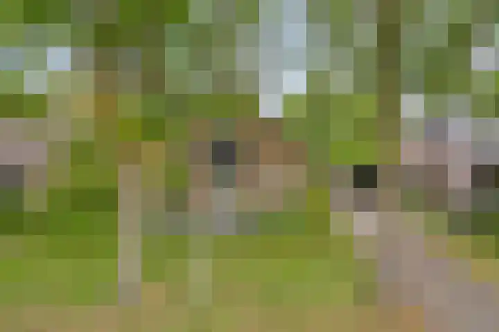 Ostaderstraat 6 Asten thumbnail 7