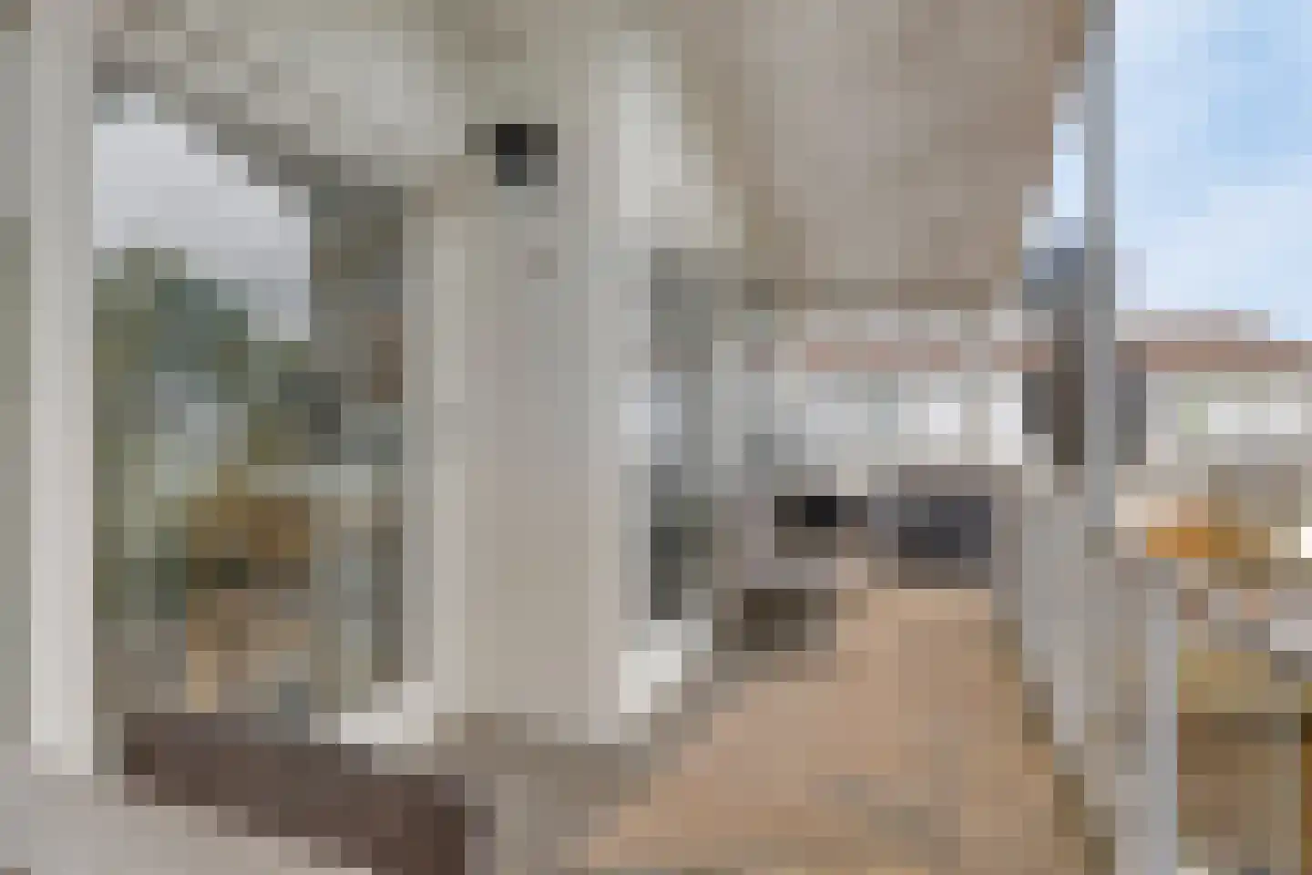 Ostrea 26 Kamperland thumbnail 19