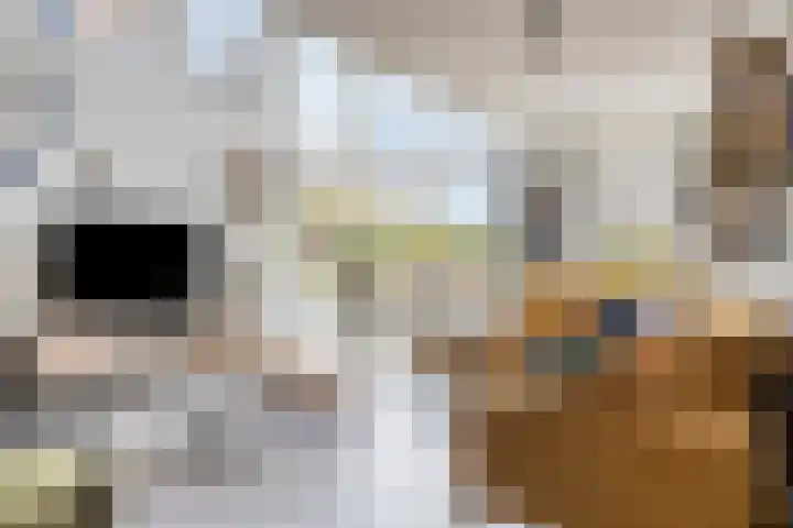 Otello 47 Kampen thumbnail 13