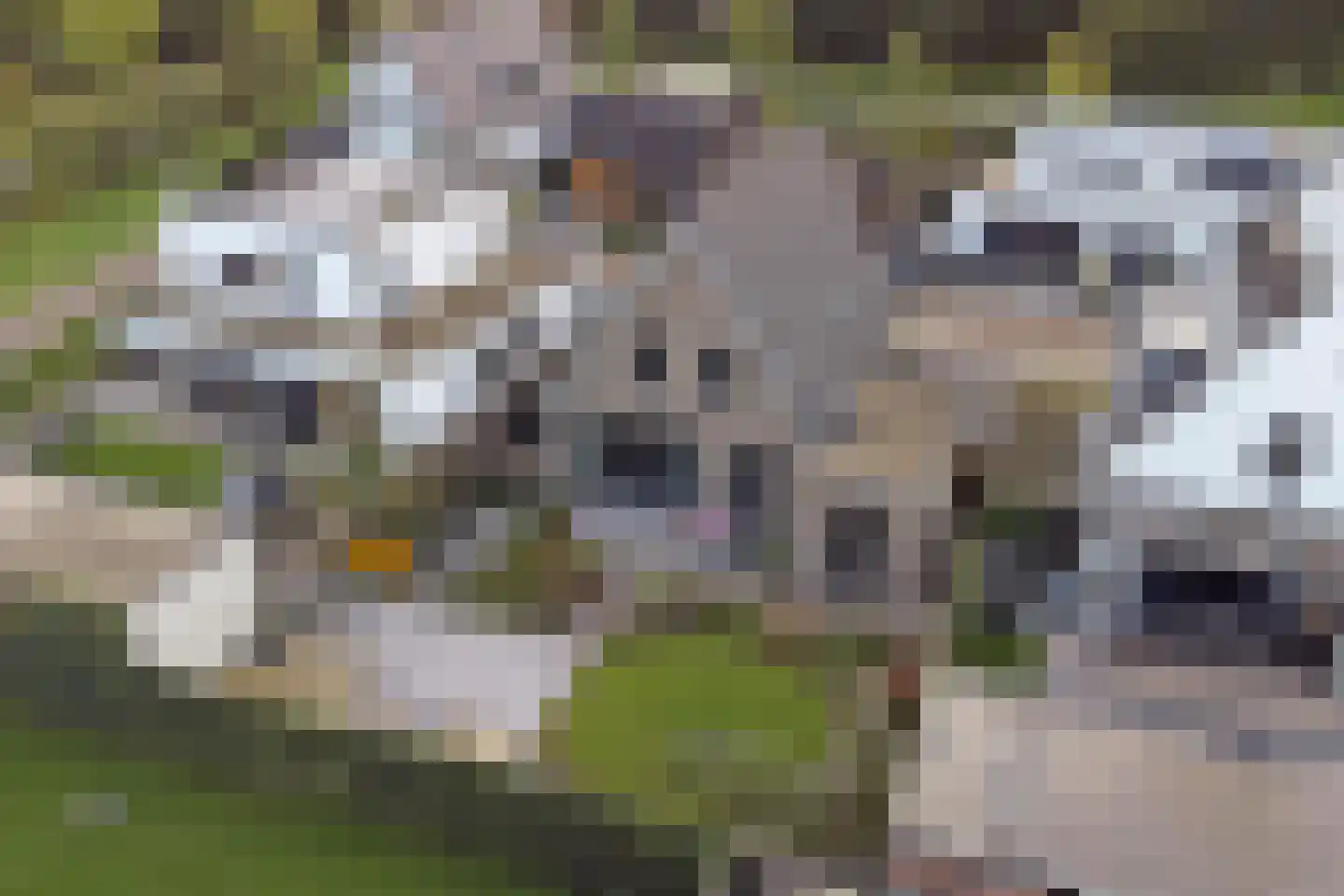 Ottertjes 19 Kapelle thumbnail 60