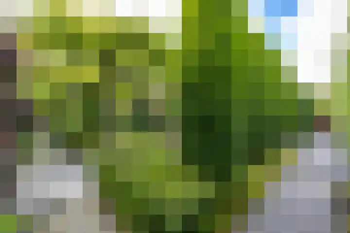 Otto Cluivinglaan 26 Eelderwolde thumbnail 27