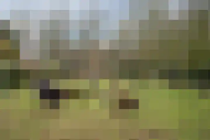 Otto Zomerweg 65 Hollandscheveld thumbnail 36