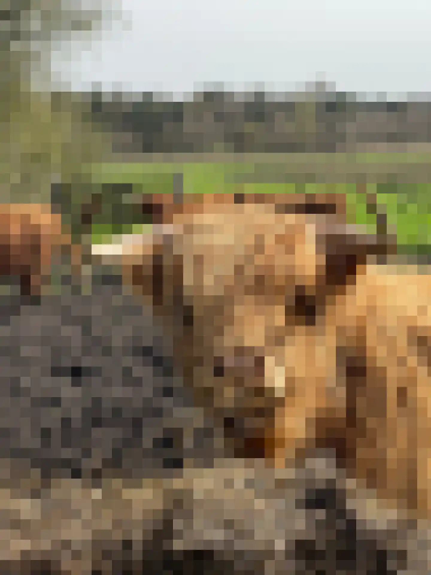 Oud Avereest 3 Balkbrug thumbnail 75