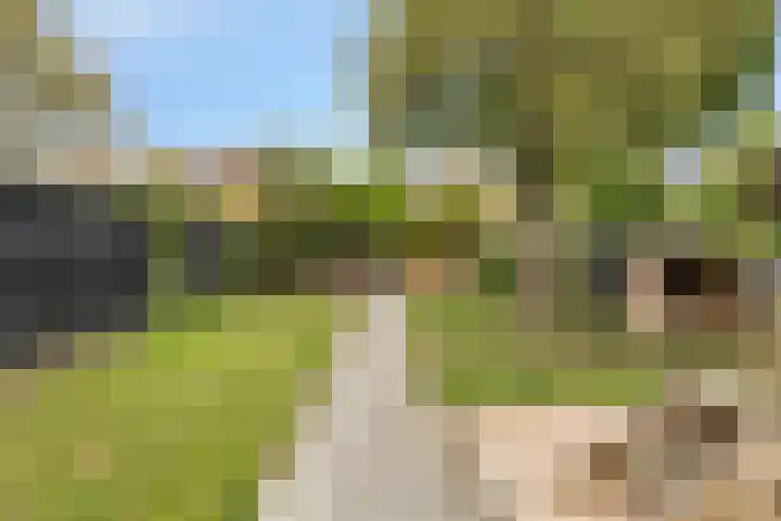 Oud-Cromstrijensedijk OZ 11 Klaaswaal thumbnail 22